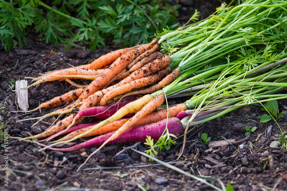organic carrots organic carrots
