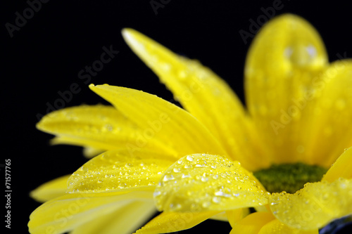Fototapeta Woda opuszcza na żółtym kwiacie na ciemnym tle
