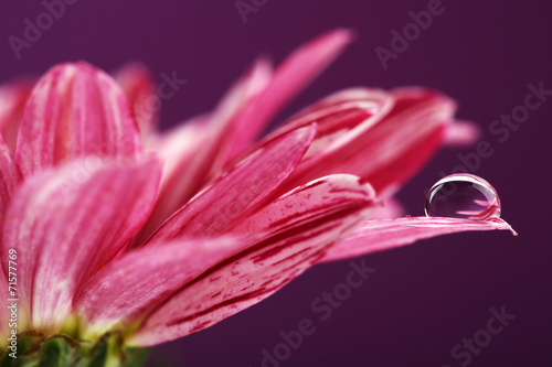 Fototapeta Naklejka Na Ścianę i Meble -  Water drop on purple flower on dark background