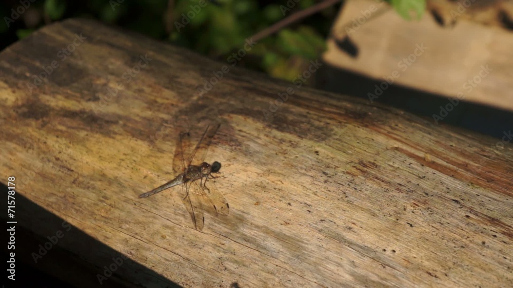 Libelle mit beweglichen Kopf