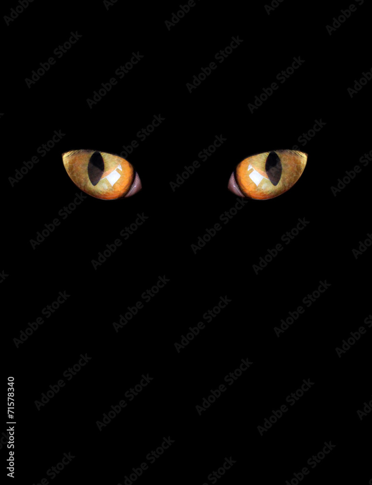 eyes of cat on the black background