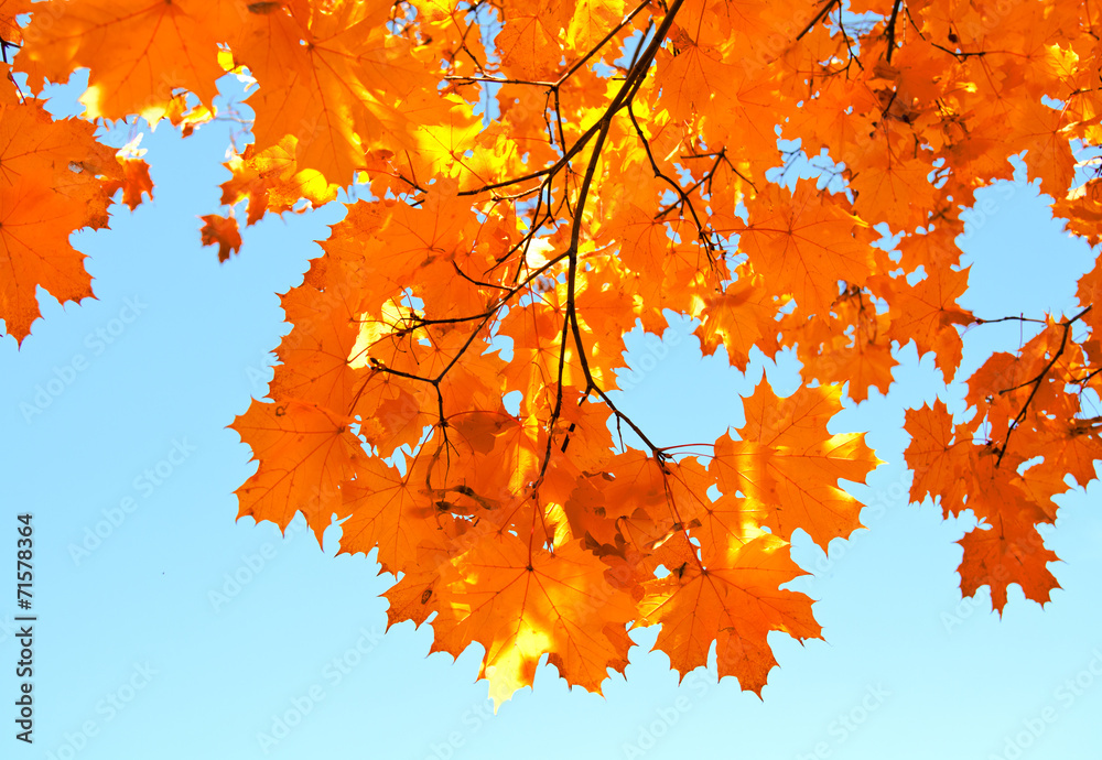Autumn maple leaves and blue sky background Autumn maple leaves and blue sky background