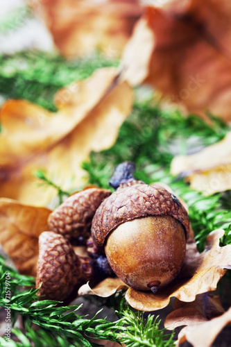 autumn background with acorns and oak leaves
