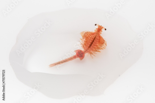 artemia in droped water on white background photo