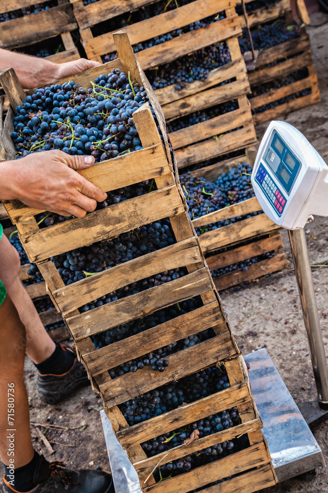 The Grape Harvest The Grape Harvest
