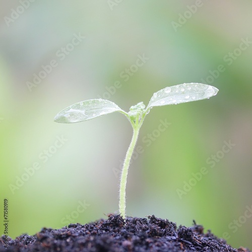 Growing plants
