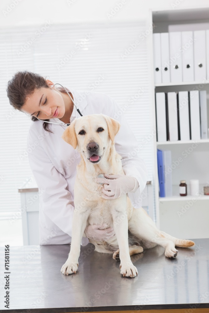 Cheerful veterinarian examining a cute labrador