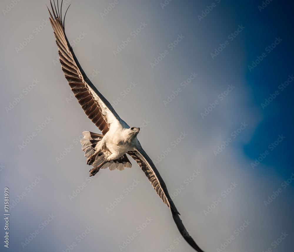 Bald eagle in flight, sky on background Bald eagle in flight, sky on background