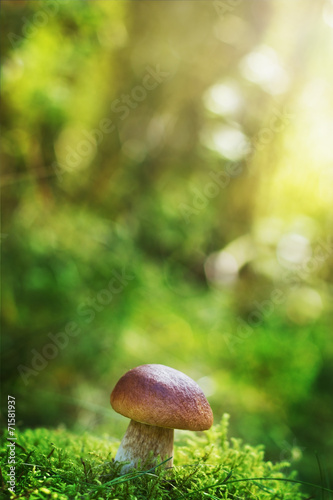 mushroom boletus or cep in the autumn forest moss