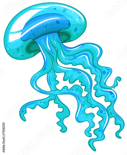 Jellyfish