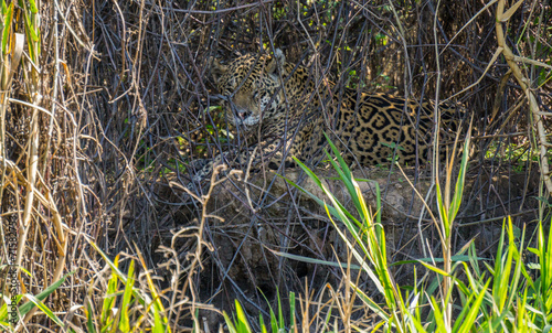 Wild Jaguar behind plants in riverbank, Pantanal, Brazil photo