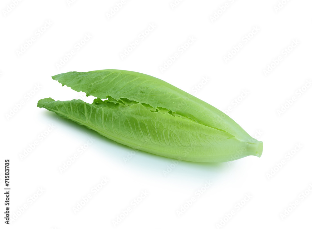 Fototapeta premium Cos Lettuce on White Background
