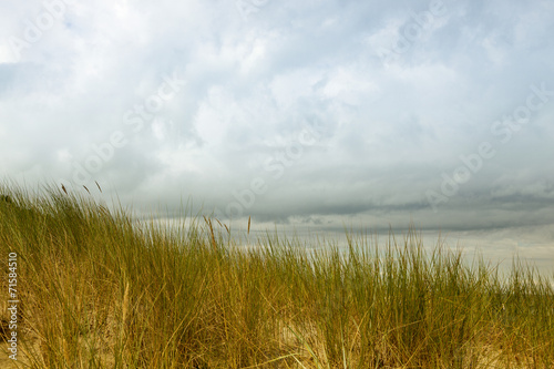 Gew  hnlicher Strandhafer oder Gemeiner Strandhafer  Ammophila a