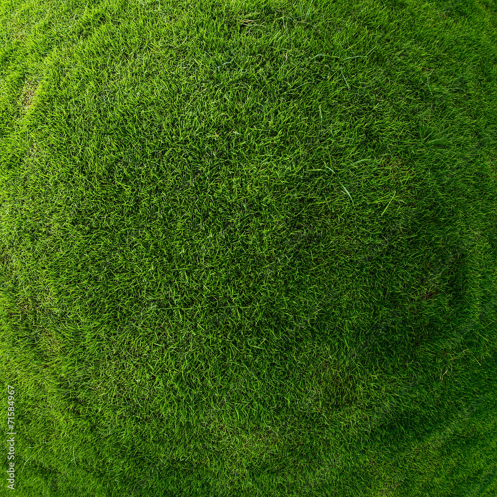 Fototapeta premium Grass