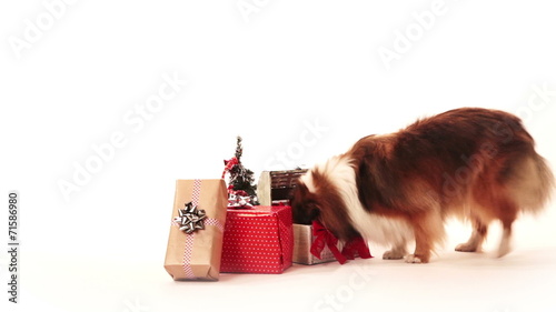 Dog looking for a presents on christmas morning.