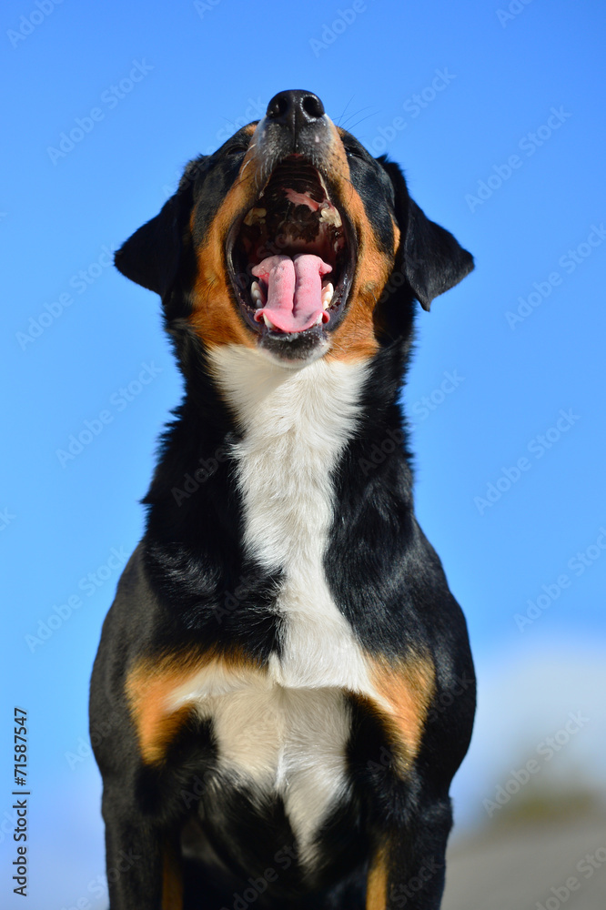 Tricolor dog barks (yawns) against the blue sky Tricolor dog barks (yawns) against the blue sky