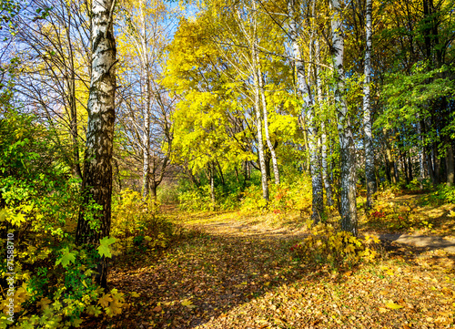 Wonderful autumn lane in the forest.