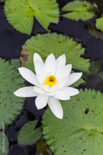 Water lilly  Lotus