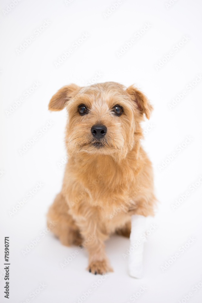 足をケガした犬 足をケガした犬