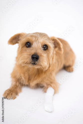 Fototapeta Naklejka Na Ścianę i Meble -  足に包帯を巻いた犬