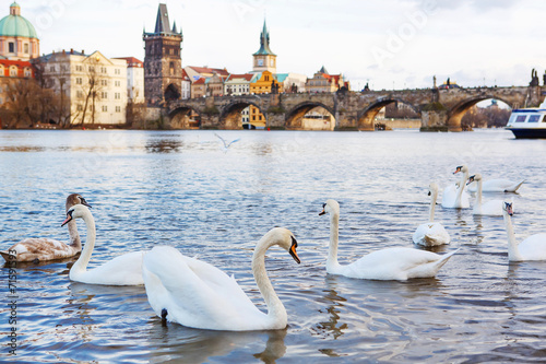 Panorama on Charles Bridge in Prague in the eveining with swans