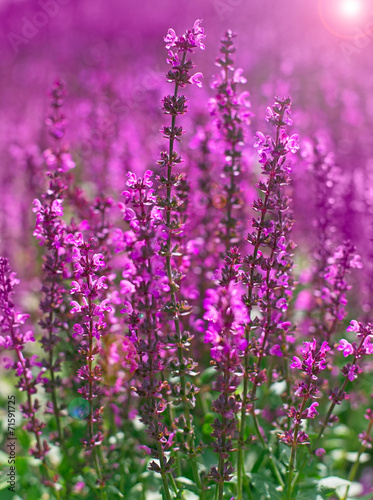 Lavender flowers