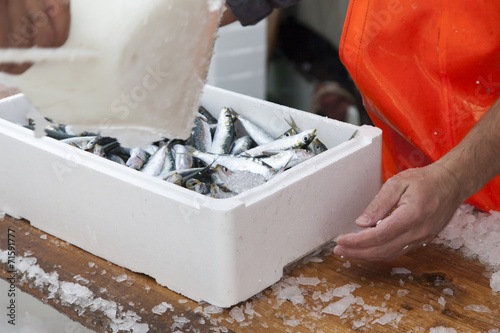 Fishermen covering with ice fresh sardines