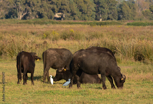 bufalo d'acqua mandria