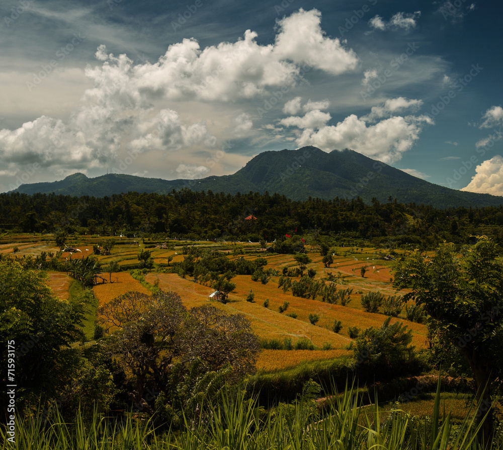 Fototapeta premium Rice