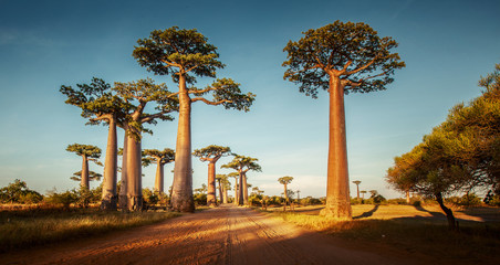 Leinwandbilder Baobab Baobab Bäume in afrikanischer Trockensavanne  © Dudarev Mikhail