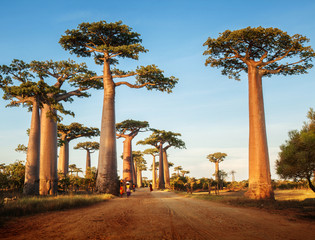 Leinwandbilder Baobab Baobab Bäume in der Trockenzeit  © Dudarev Mikhail