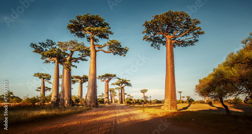 Stampa su tela Baobabs