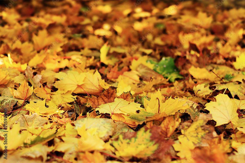 Autumn background Autumn background