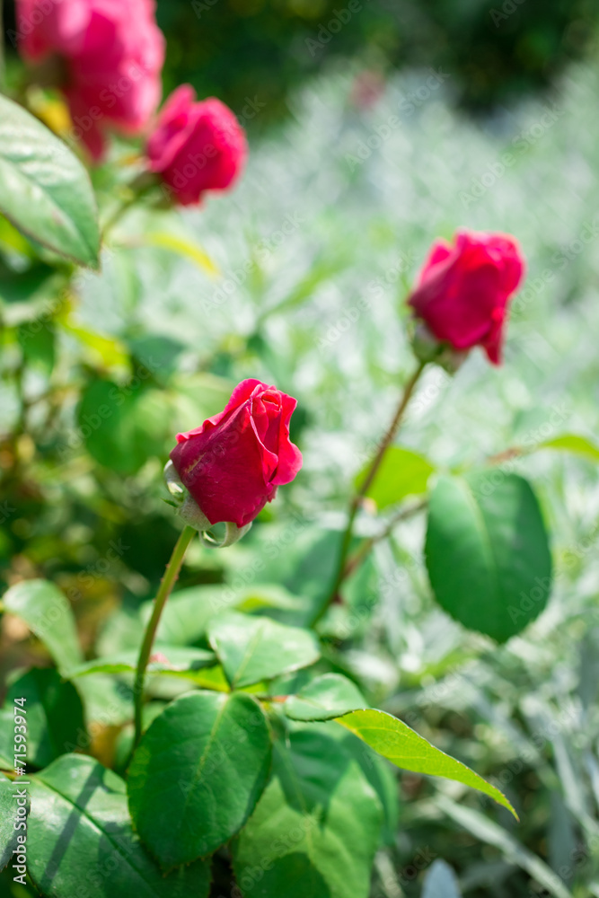 Pink roses in garden