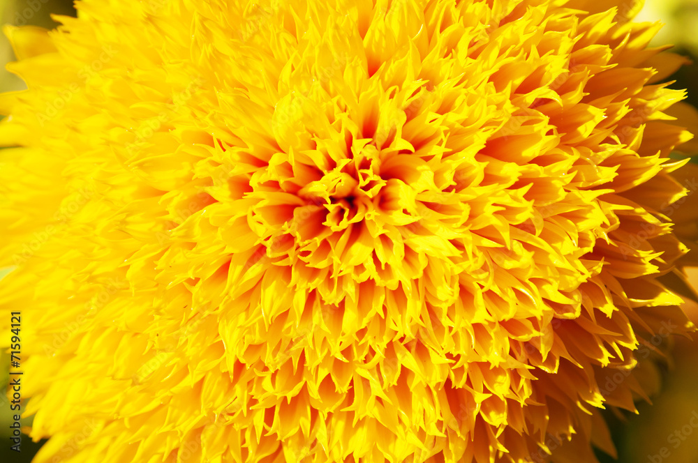 Part of sunflower Part of sunflower