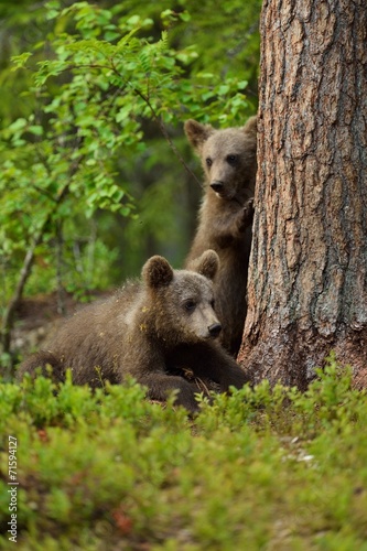 Bear cubs in forest