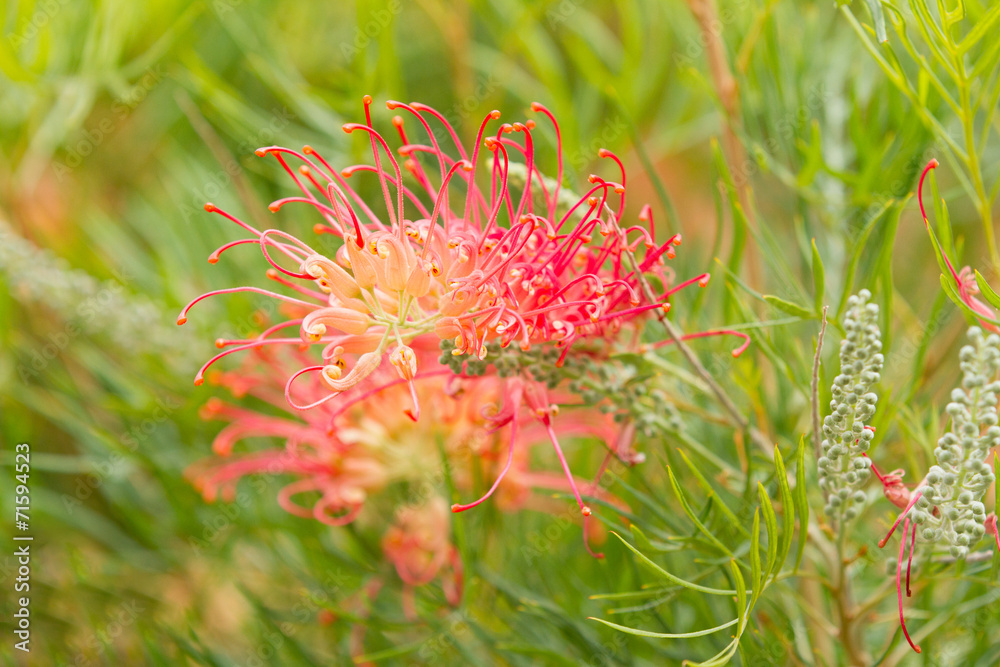 Red flower of the Grevillea bush Red flower of the Grevillea bush