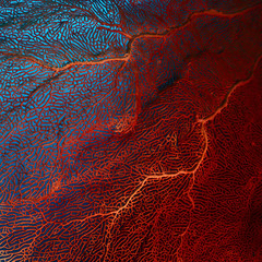 Foto auf Acrylglas Tauchen Koralle  © Dudarev Mikhail