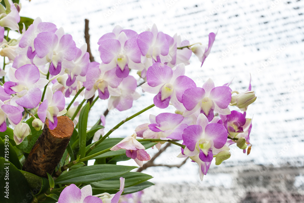 Beautiful orchid (Phalaenopsis)