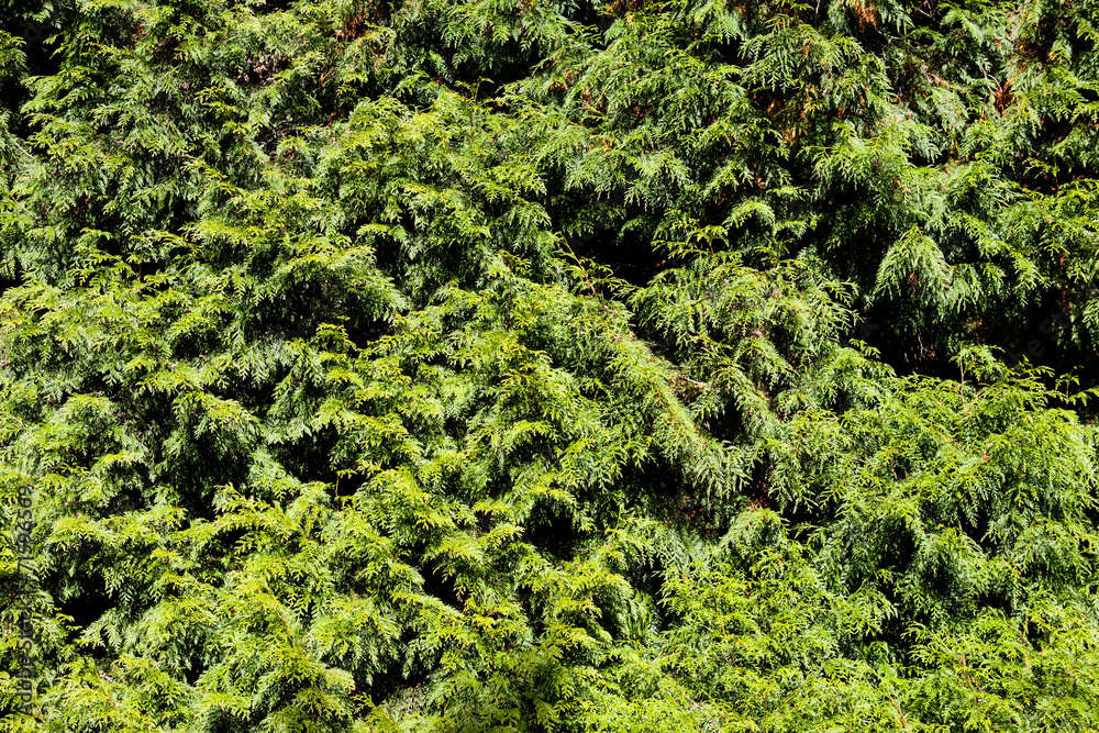 Thuja branches background