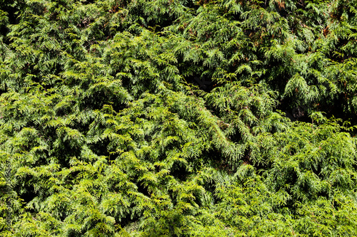 Thuja branches background