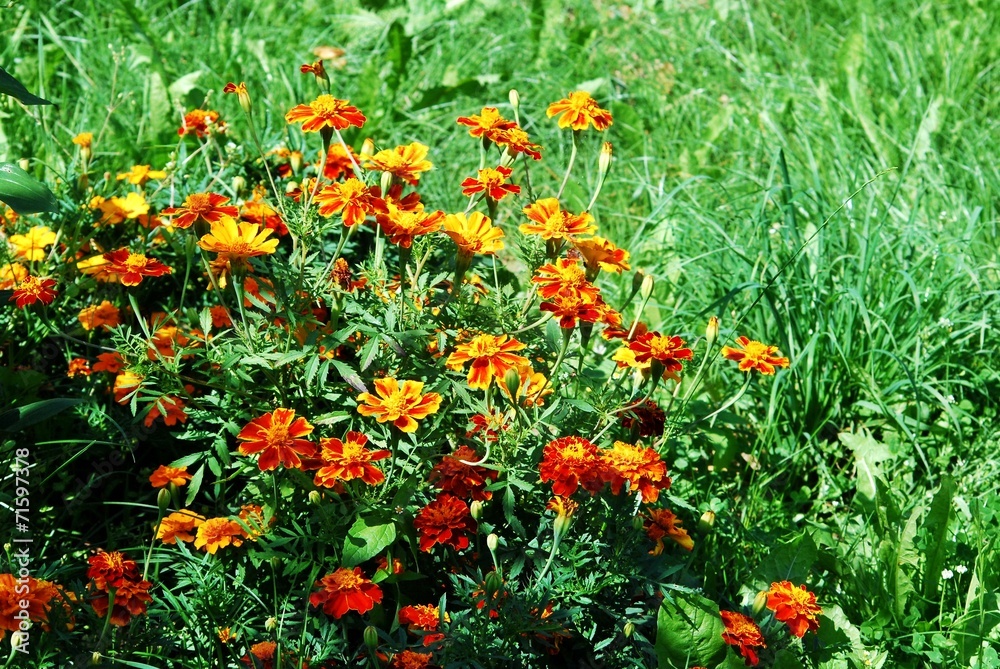 Orange Tagetes flower (marigold) in the green grass