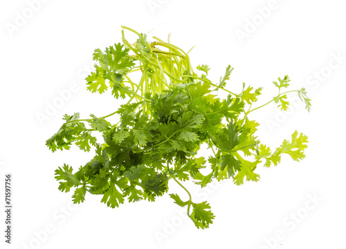 Coriander leaves