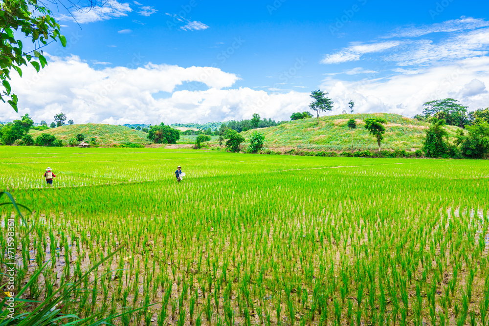 Green rice field and blue sky