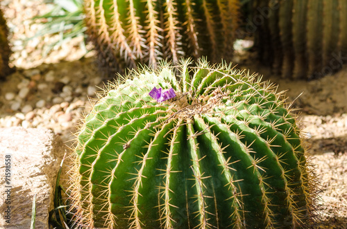 cactus in Botanic Garden
