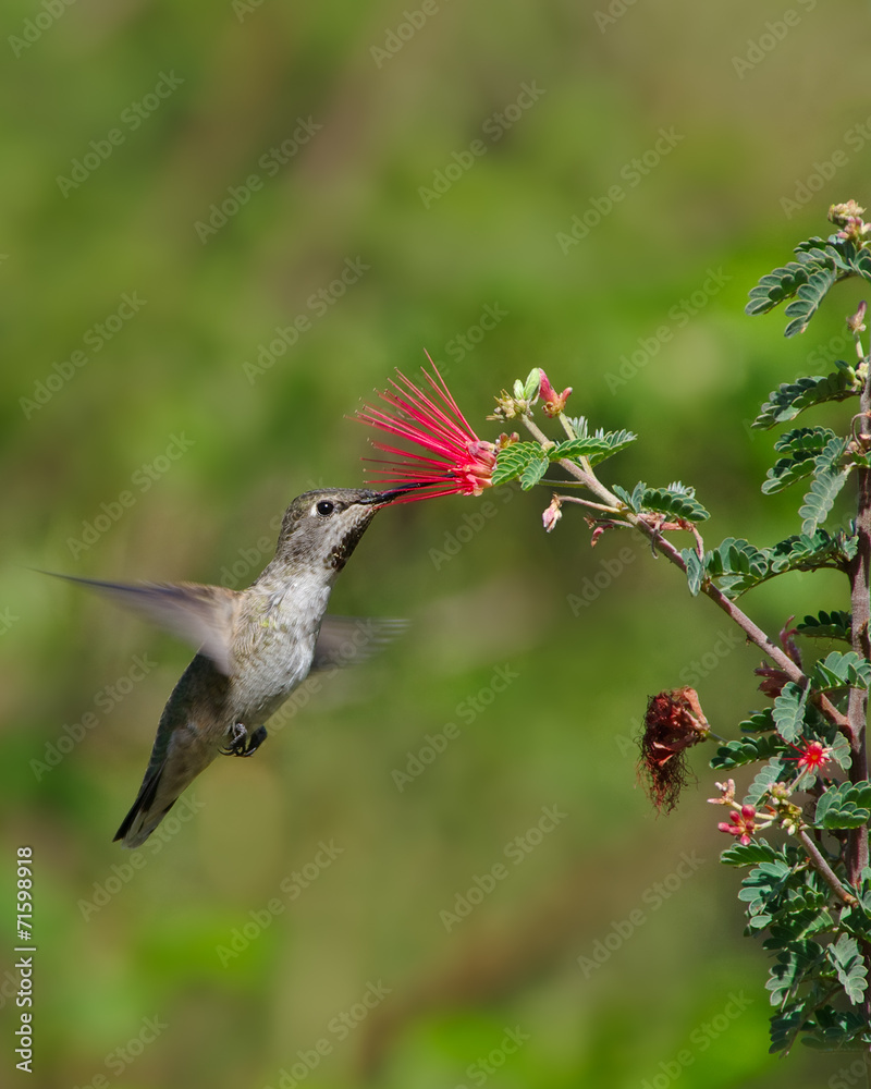 Fototapeta premium Anna's Hummingbird Hovering