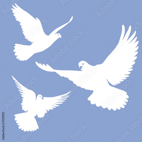 fliegende weiße Tauben photo