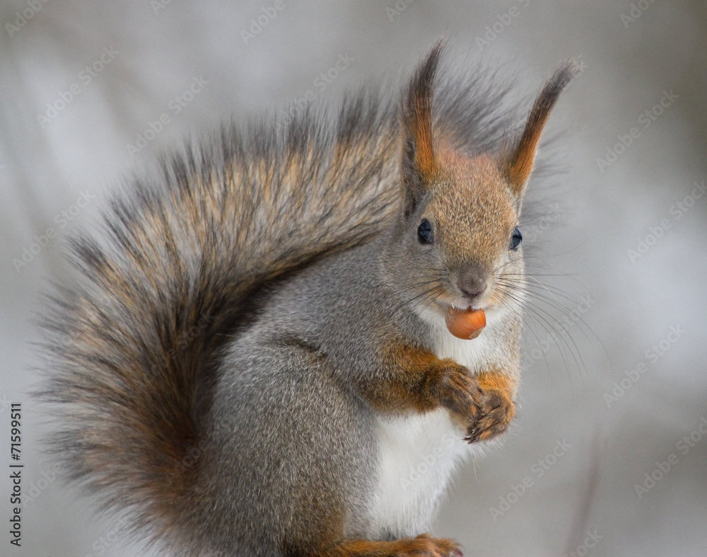 Squirrel with hazelnut Squirrel with hazelnut