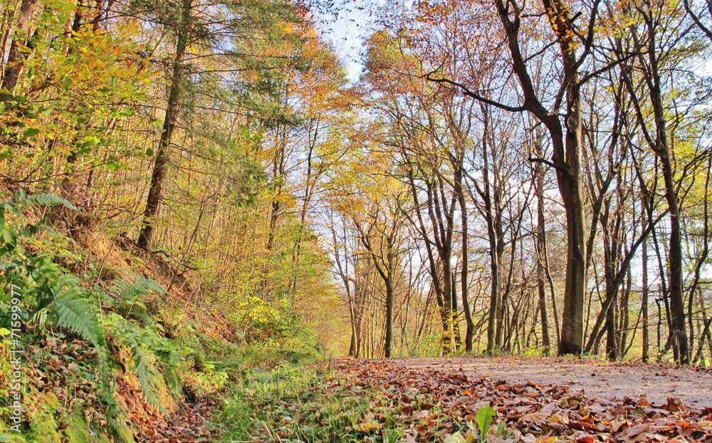 Naklejka premium Herbstlicher Wald