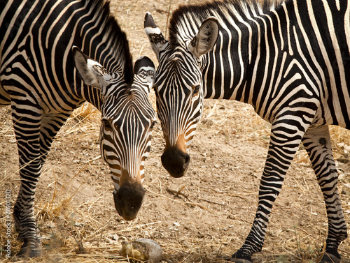 Two zebras head to head and side bt side